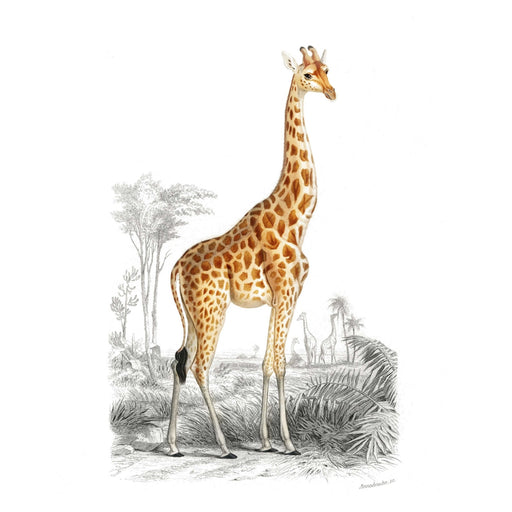 Giraffe Art Print - KNUS