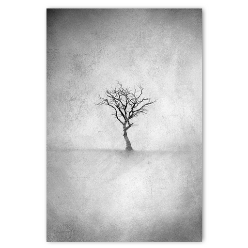 Lone Tree 3 B&W Art Print - KNUS