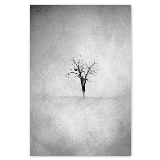 Lone Tree 4 B&W Art Print - KNUS