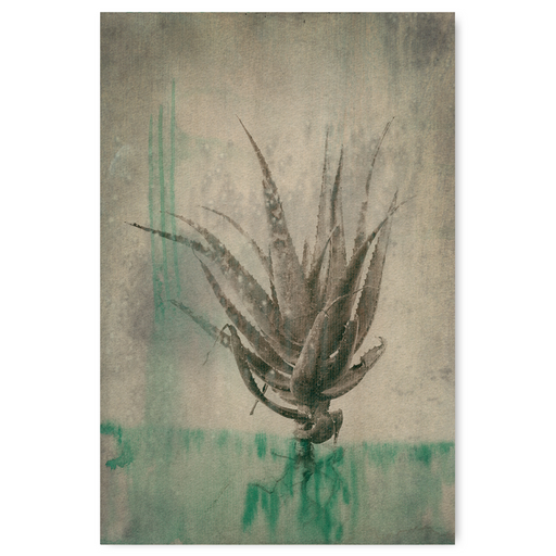 Sage Aloes 2 Art Print - KNUS