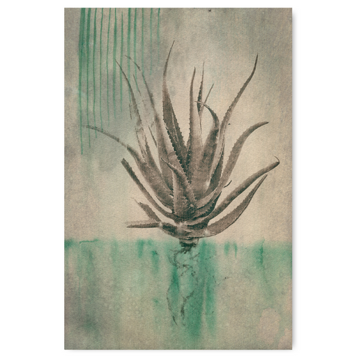 Sage Aloes 3 Art Print - KNUS
