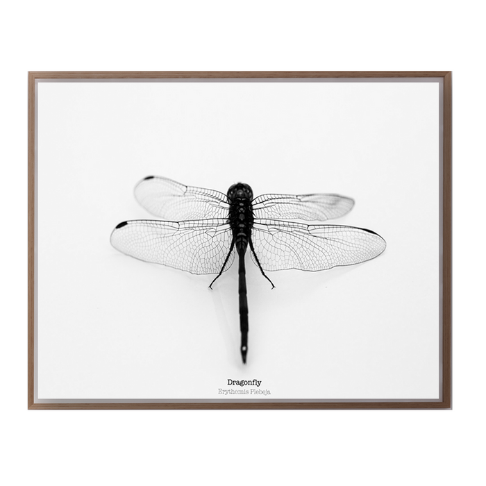 Dragonfly III Art Print - KNUS