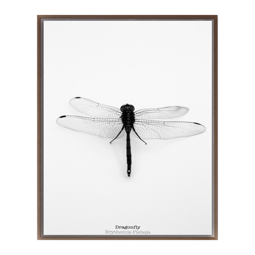 Dragonfly IV Art Print - KNUS