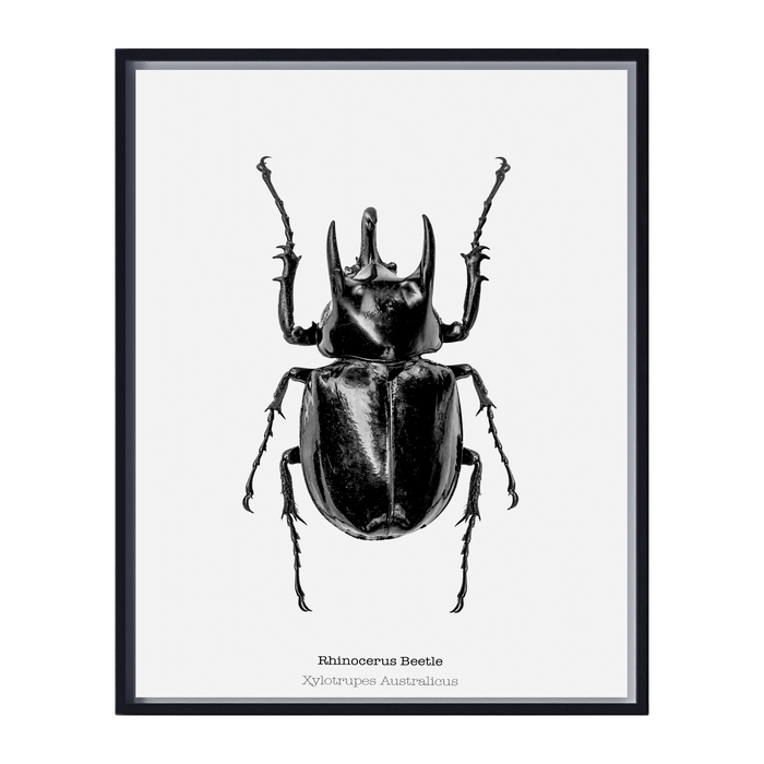 Rhino Beetle Art Print - KNUS