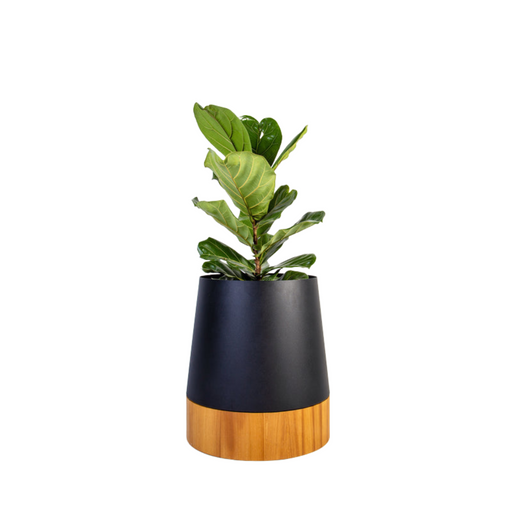 Conica Planter | IROKO Timber Base - KNUS