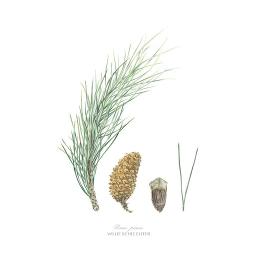 Pinus Pinea Art Print - KNUS