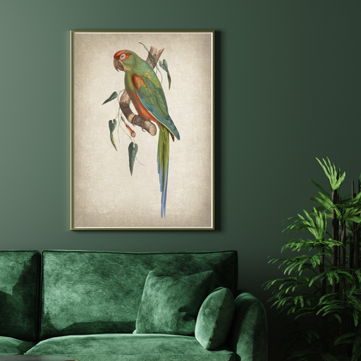 Red Fronted Macaw Art Print - KNUS