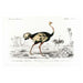Ostrich Art Print - KNUS