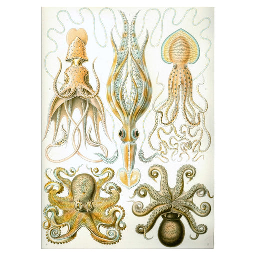 Octopus Mix Art Print - KNUS