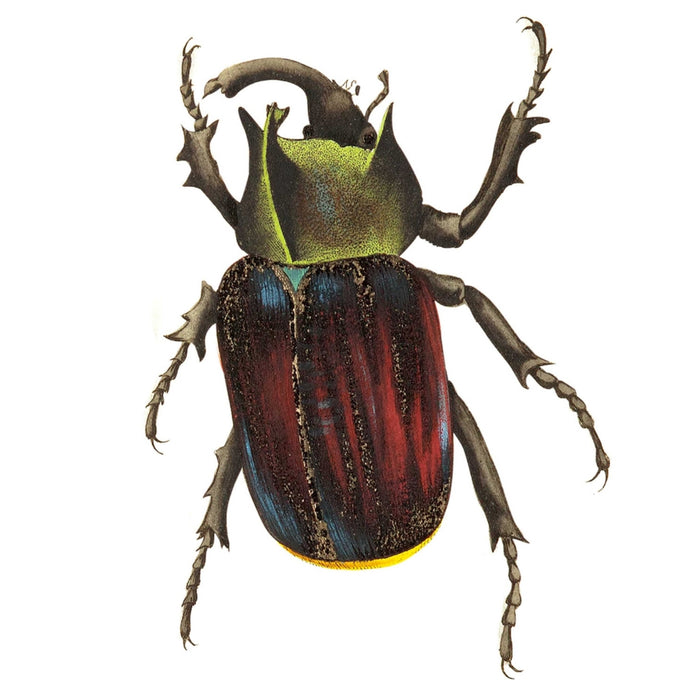 Black Scutellated Beetle Art Print