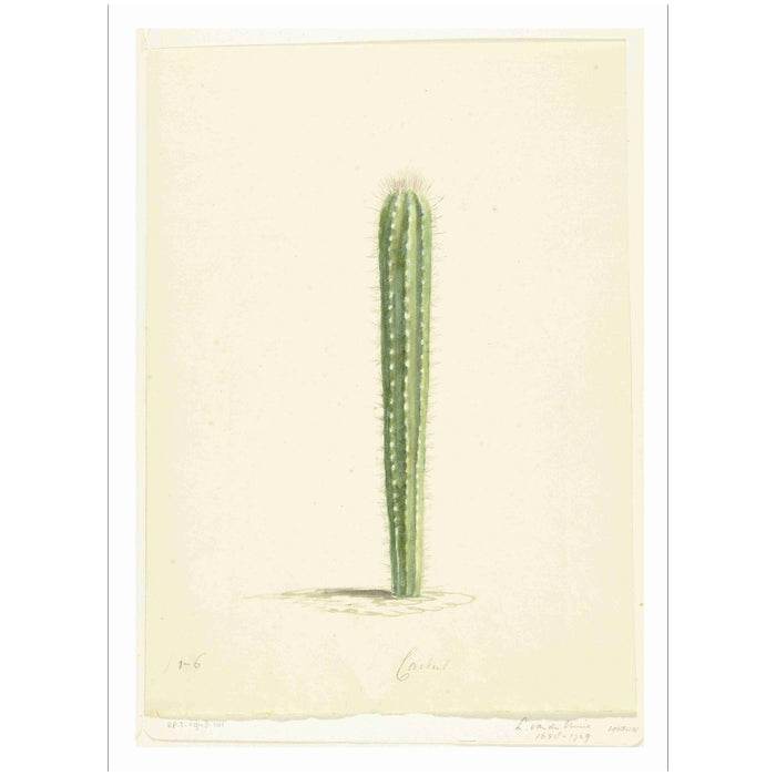 Historic Cactus 1 Art Print - KNUS