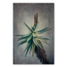 Aloes 1 Art Print - KNUS