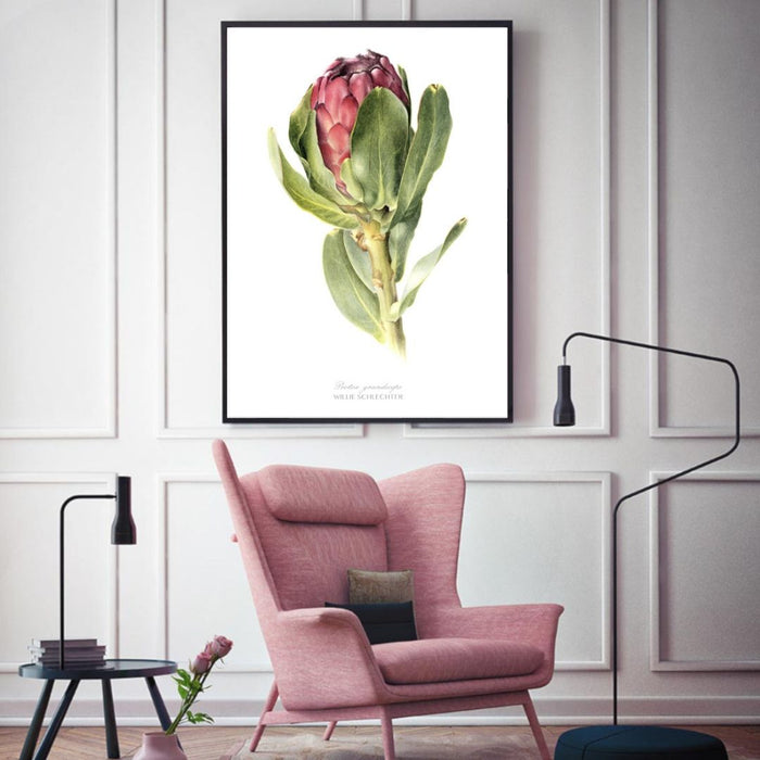 Protea Grandiceps Art Print