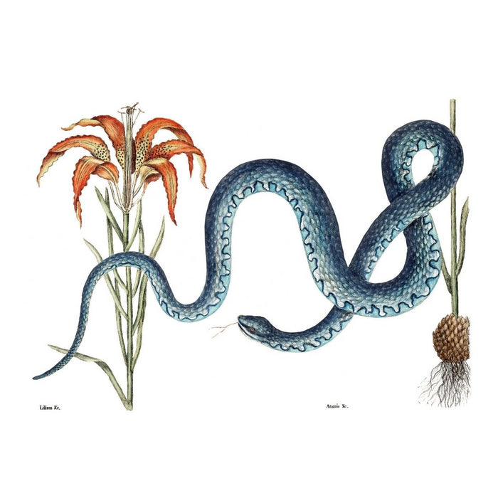Blue Snake Art Print - KNUS