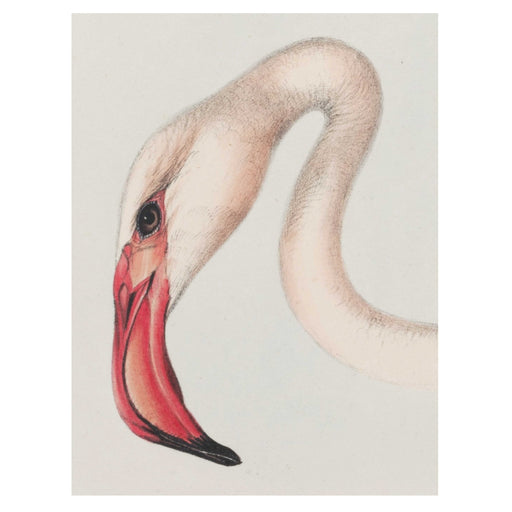 Flamingo 1 Art Print - KNUS
