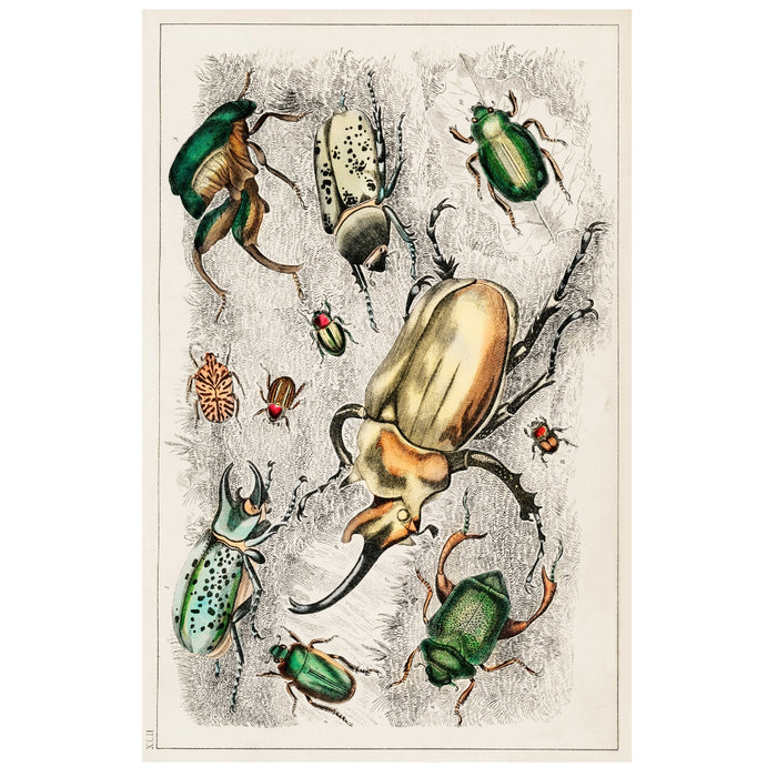 Beetle Collage 1 Art Print - KNUS