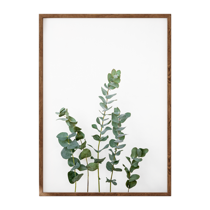 Eucalyptus III Art Print - KNUS