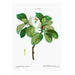 Magnolia White 1 Art Print - KNUS