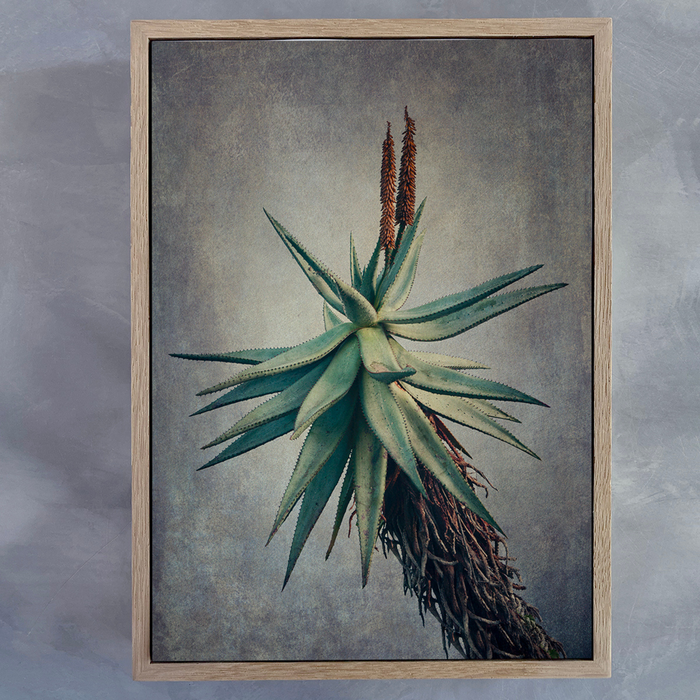 Aloes 1 Art Print - KNUS