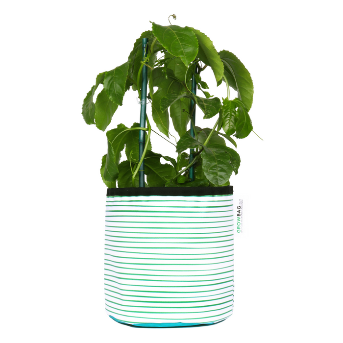 Green Stripy planter Medium - KNUS