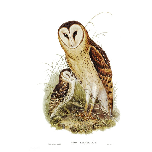 Barn Owl Art Print - KNUS