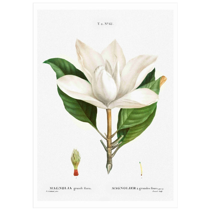 Magnolia White 2 Art Print - KNUS