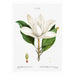 Magnolia White 2 Art Print - KNUS