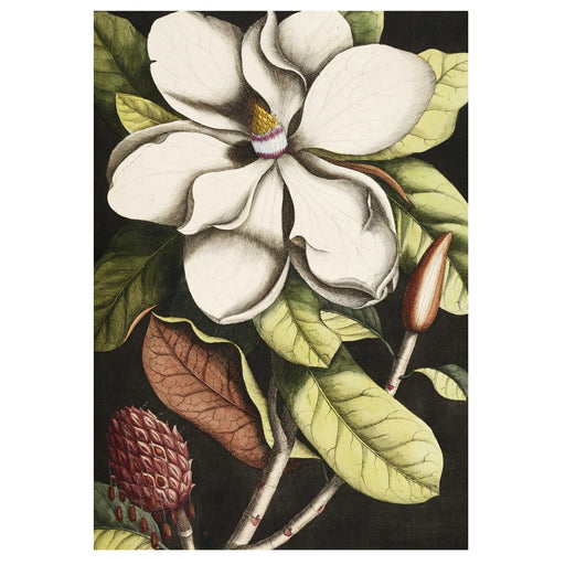 Magnolia Black Art Print - KNUS