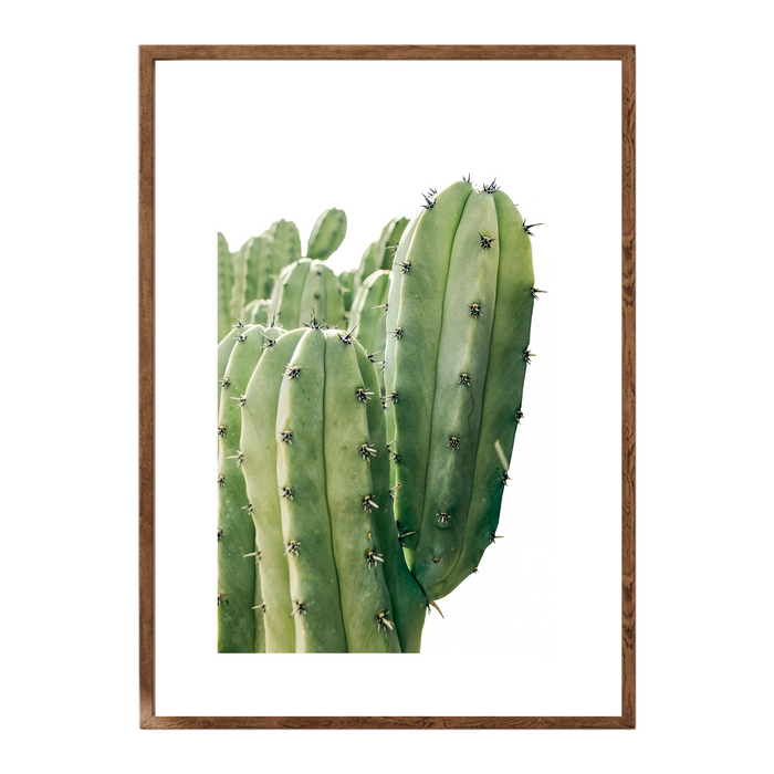 Billberry Cactus - KNUS