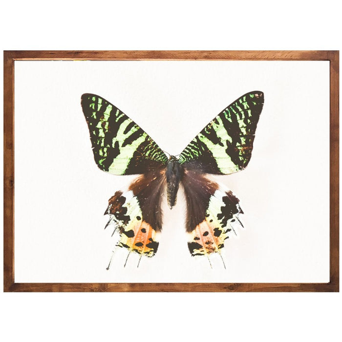 Spring Butterfly - KNUS