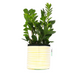 Yellow Stripy planter Small - KNUS