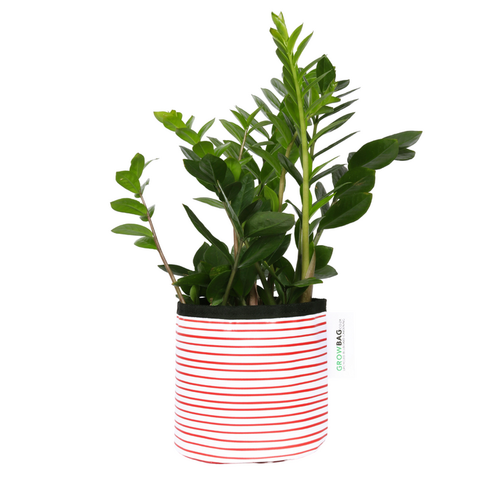 Red Stripy planter Small - KNUS