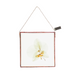 Orchid Botanical Wall Art Square Small - 1