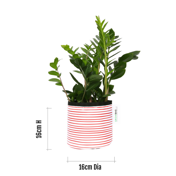 Red Stripy planter Small - KNUS