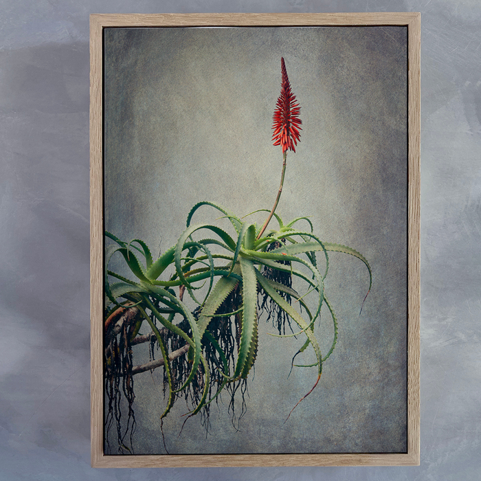 Aloes 2 Art Print - KNUS
