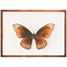 Dusk Butterfly - KNUS