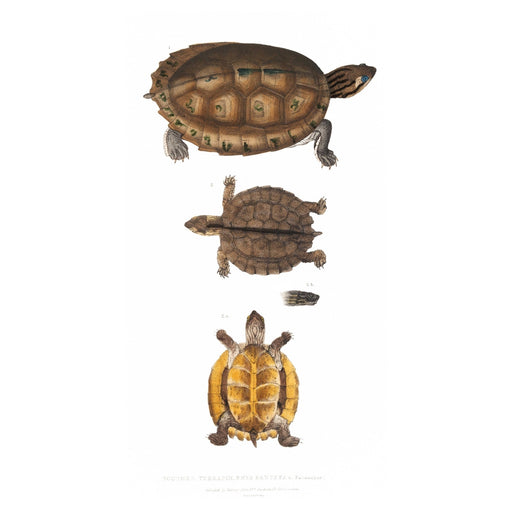 Tortoise 4 Art Print - KNUS