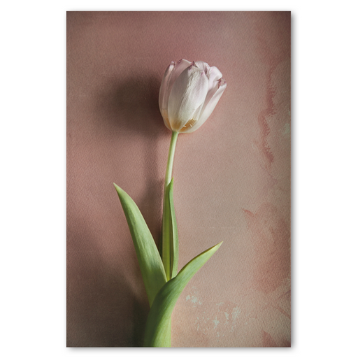 Watercolour Wash Tulips 2 - KNUS
