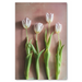 Watercolour Wash Tulips 4 - KNUS