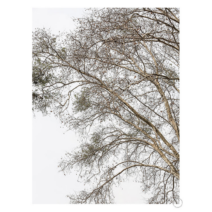 Plain Tree Art Print - KNUS