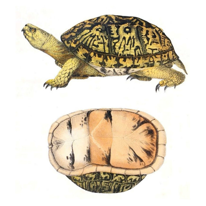 Tortoise 3 Art Print