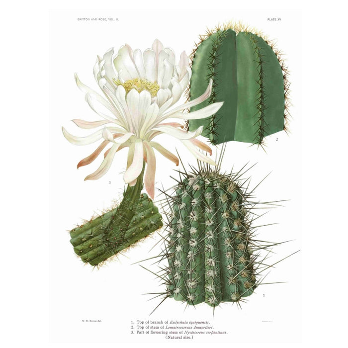 Cactus White Flower 1 Art Print