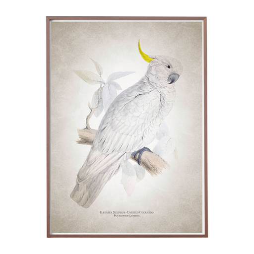 Great Greater Sulphur Crested Cockatoo Art Print - KNUS