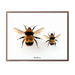 Bumble Bee Duo Art Print - KNUS