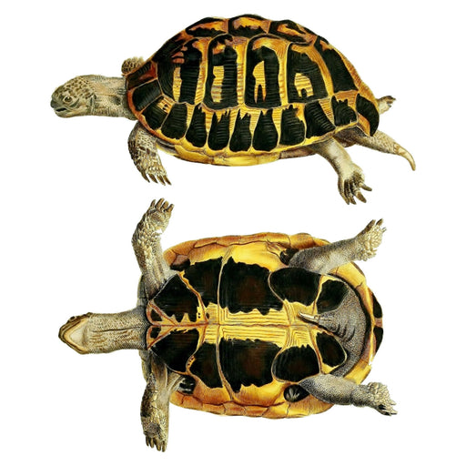 Tortoise 2 Art Print - KNUS