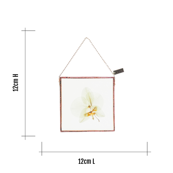 Orchid Botanical Wall Art Square Small - 2