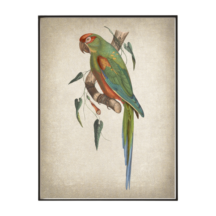 Red Fronted Macaw Art Print - KNUS
