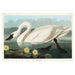 Swan Flowers Art Print - KNUS
