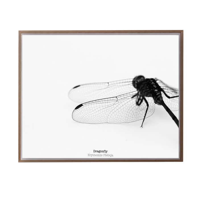 Dragonfly I Art Print - KNUS
