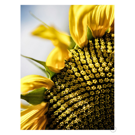 Sunflower Art Print - KNUS